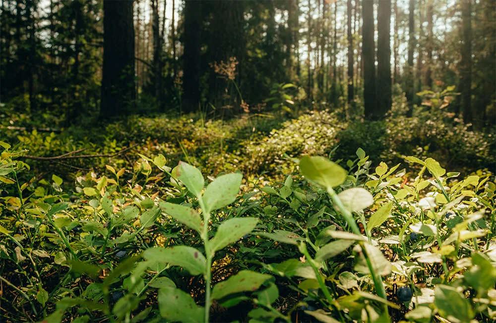 Forest Background