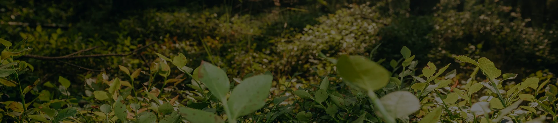 Green Cabin Background